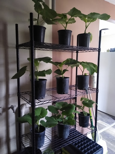 Auto Repair Shop «Willamette Auto Repair», reviews and photos, 625 N 1st St, Woodburn, OR 97071, USA