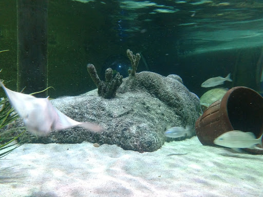 Aquarium «SEA LIFE Grapevine Aquarium», reviews and photos, 3000 Grapevine Mills Pkwy, Grapevine, TX 76051, USA