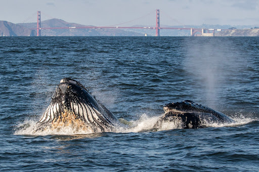 Oceanic Society Whale Watching - San Francisco