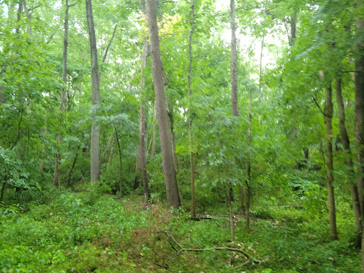 Tourist Attraction «Wabash Frisco & Pacific Railway», reviews and photos, 101 Grand Ave, Glencoe, MO 63038, USA