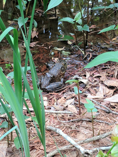 Park «Shadowbend Park», reviews and photos, 4192 Lake Woodlands Dr, The Woodlands, TX 77381, USA
