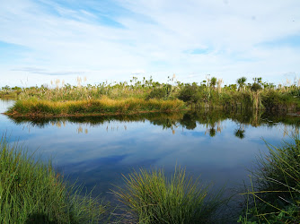 Kaituna Wetland