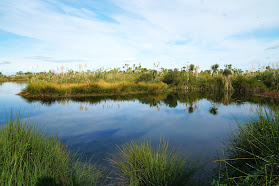 Kaituna Wetland