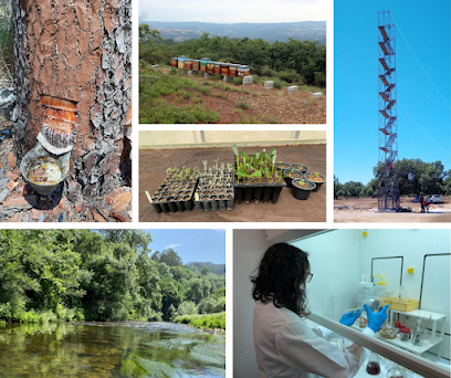 CEF - Centro de Estudos Florestais