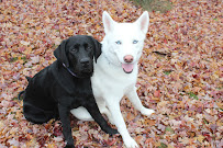 Good Neighbor Dog Walkers LLC - Photo 5 - Car repair in Williamsville, NY, Buffalo