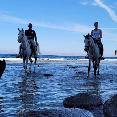 Dahab horse riding tours