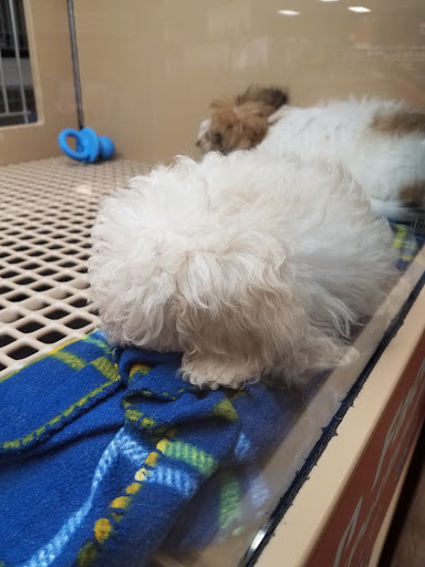 Pet Store «Petland», reviews and photos, 5470 Dixie Hwy, Fairfield, OH 45014, USA