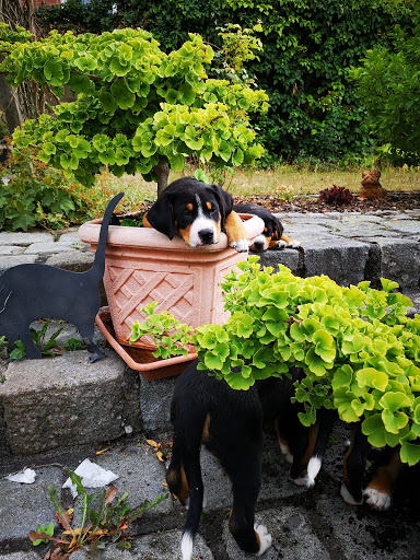 Dr.med.vet. Michaela Gambs Tierarzt Homöopathie unter Fremdingen, Bayern
