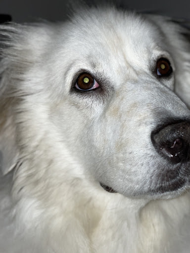 San Dimas Pet Clinic image