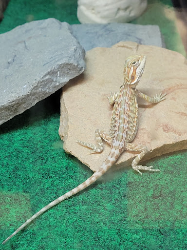 Pet Supply Store «Pet Supplies Plus», reviews and photos, 6101 Stellhorn Rd, Fort Wayne, IN 46815, USA