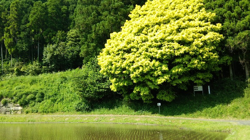 七色樫 岡山県鏡野町羽出 観光名所 グルコミ