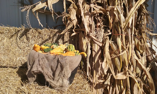 Hardware Store «Ace Hardware & Garden Center», reviews and photos, 20277 Wirt St, Elkhorn, NE 68022, USA