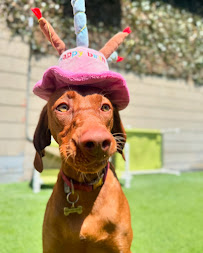 West LA Dogs- Big Dog Building - Photo 8 - Car repair in Los Angeles, CA, Los Angeles