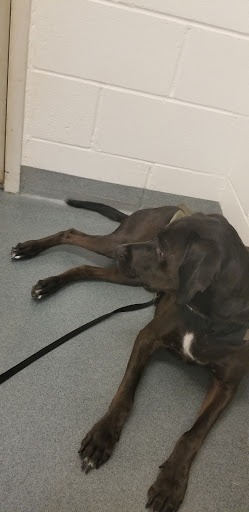 Schofield Barracks Veterinarian Treatment Facility image