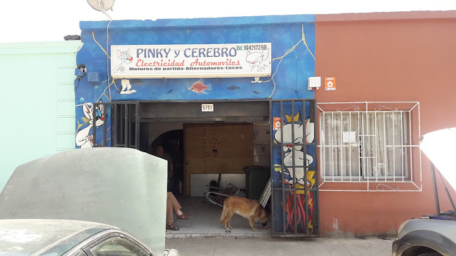 Taller Electrico Pinky Y Cerebro