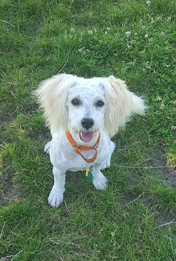 Pet Supply Store «Brown Dog Bakery», reviews and photos, 2310 SE Delaware Ave, Ankeny, IA 50021, USA