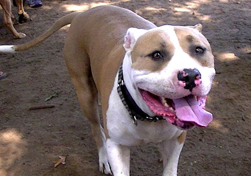 Dog Park «Eisenhower Dog Park», reviews and photos, 576 Salisbury Park Dr, Westbury, NY 11590, USA