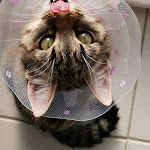 Photo n° 1 de l'avis de J.l fait le 07/12/2021 à 10:20 pour Cabinet Levert Vétérinaires Associés à Auray