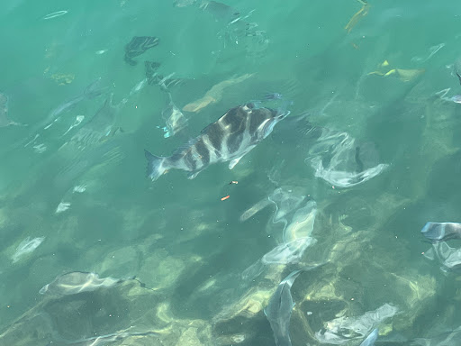 Marina «Fort Pierce City Marina», reviews and photos, 1 Avenue A, Fort Pierce, FL 34950, USA