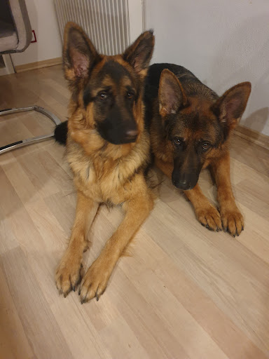 Dr.med.vet. Volker Wolf veterinarian unter Augsburg, Bayern