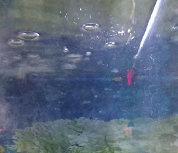 Harapan Baru Aquarium photo