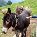 Photo n°11 de l'avis de VaLentino. fait le 25/08/2019 à 09:45 sur le  Malga Fratte Val di Rabbi à Rabbi