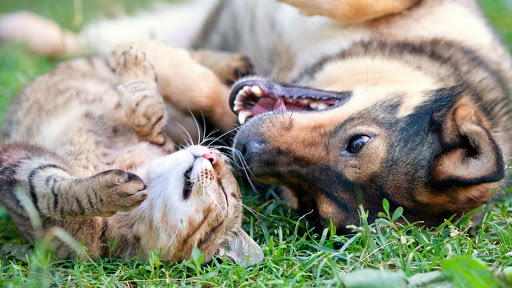 16 S Church St, St Peters, MO 63376, USA