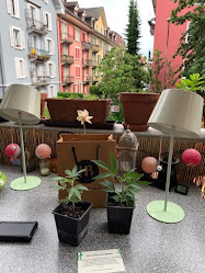 Herba di Berna AG I Bern, Schweiz I CBD Bestellen I CBD Blüten I CBD Öl I Hanf