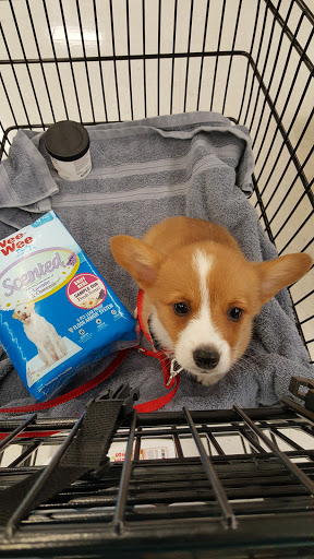 Pet Supply Store «Petco Animal Supplies», reviews and photos, 21851 Towne Center Dr, Watertown, NY 13601, USA