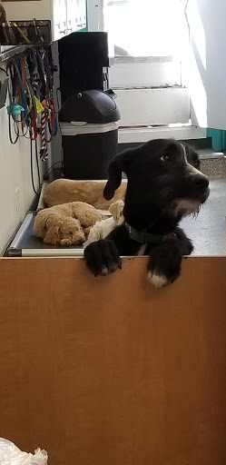 Pet Groomer «Brookline Grooming & Pet Supplies», reviews and photos, 146 Harvard St, Brookline, MA 02446, USA