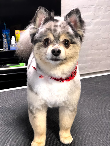 Pet Groomer «The Fetch House», reviews and photos, 130 W Washington St, Madison, GA 30650, USA