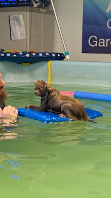 Aqua Dog Center à Saint-Dié-des-Vosges