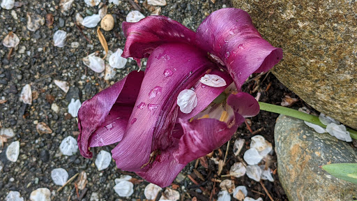 Park «Maple Leaf Reservoir Park», reviews and photos, 1020 NE 82nd St, Seattle, WA 98115, USA