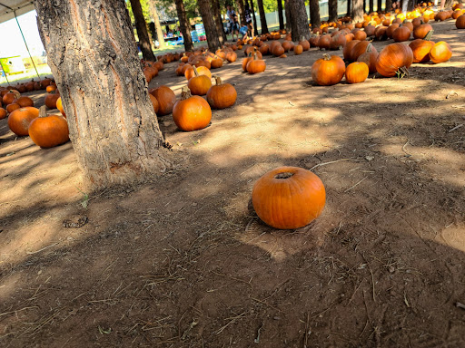 Pumpkin patch Tempe