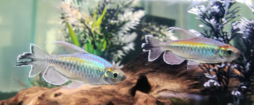 Pet Store «Alpha Pro Pets», reviews and photos, 2256 OH-59, Kent, OH 44240, USA