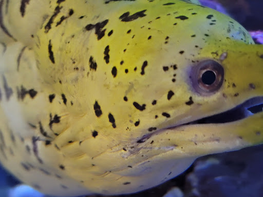 Pet Store «Moby Dick Pet Store Inc», reviews and photos, 3700 Sashabaw Rd, Waterford Twp, MI 48329, USA