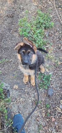 Professional Pet Care - Photo 9 - Car repair in Oakland, CA, Concord