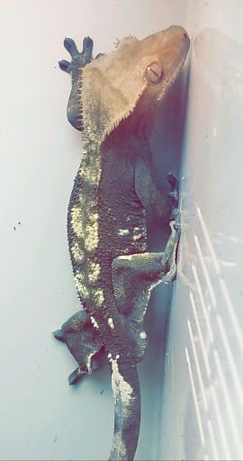 Pet Supply Store «Pet Supplies Plus», reviews and photos, 17205 S Golden Rd, Golden, CO 80401, USA