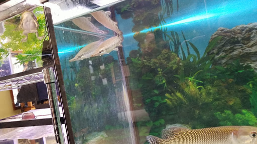 Pet Store «Gills And Thrills Pet Shop», reviews and photos, 204 E 8th St, Lockport, IL 60441, USA