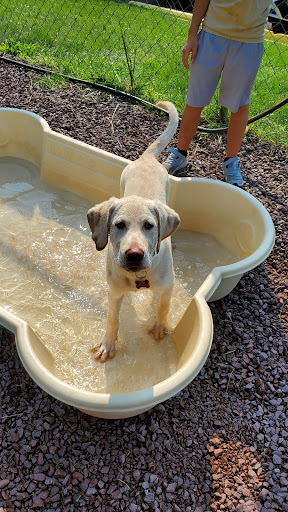 Dog Trainer «Awesome Dawgs Dog Training LLC», reviews and photos, 3052 Pricetown Rd, Temple, PA 19560, USA