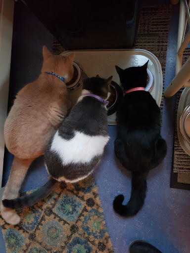 Pet Groomer «Ufuri Pet Salon», reviews and photos, 235 Huron Ave, Port Huron, MI 48060, USA