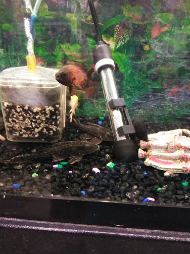 Pet Store «Petland Discounts - Canarsie», reviews and photos, 20-46 Rockaway Pkwy, Brooklyn, NY 11236, USA