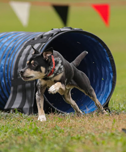 Velocity Canine Performance LLC
