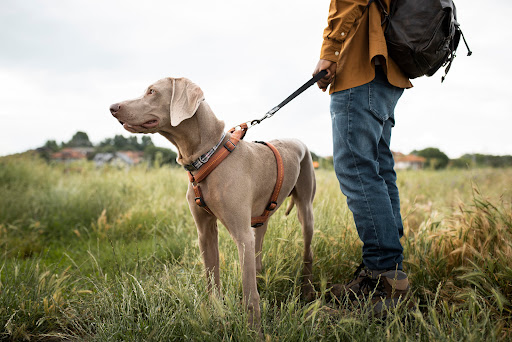 Jefferson | Dog Walker & Pet Sitter | Passeador e cuidador de animais