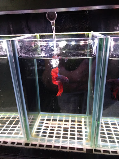 Aquarium «Old Orchard Aquarium», reviews and photos, 9235 Skokie Blvd, Skokie, IL 60077, USA