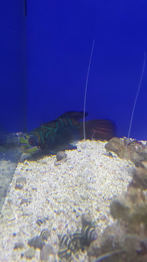 Tropical Fish Store «Pisces Reef Fish Emporium, LLC», reviews and photos, 9326 W Sahara Ave, Las Vegas, NV 89117, USA