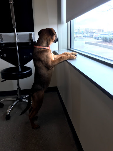 Pet Supply Store «Petco Animal Supplies», reviews and photos, 1265 Sergeant Jon Stiles Dr f, Highlands Ranch, CO 80129, USA