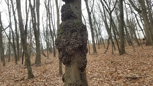 Nature Preserve «Hidden Oaks Conservation Area», reviews and photos, 419 Trout Farm Rd, Bolingbrook, IL 60440, USA