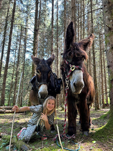 Ânes de Ca'Ré - Rando avec un ane Jura à Montcusel