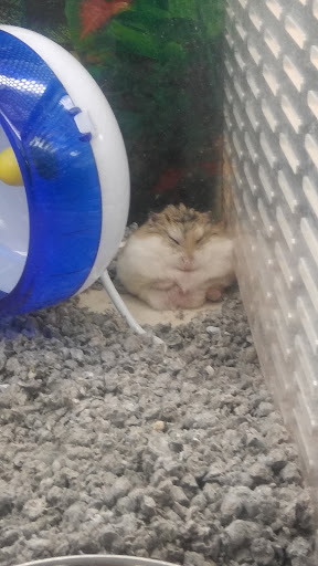 Pet Supply Store «Pet Supplies Plus», reviews and photos, 42241 Garfield Rd, Charter Twp of Clinton, MI 48038, USA